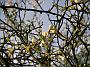 Poncirus trifoliata Bluete
